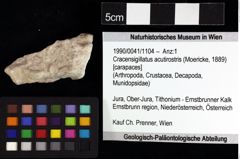 Foto (Objket + Etiketten) von Cracensigillatus acutirostris (Moericke, 1889) 